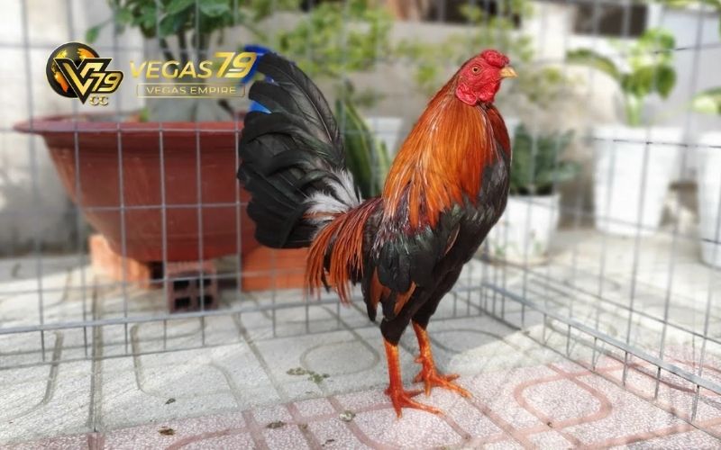 Đá Gà Mạng Trực Tiếp: Sàn Đấu Uy Tín Với Nhiều Trận Hấp Dẫn 3 Đá gà mạng trực tiếp