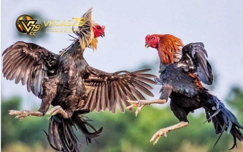 Mẹo đá gà luôn thắng đỉnh cao từ các cao thủ 4 mẹo đá gà luôn thắng